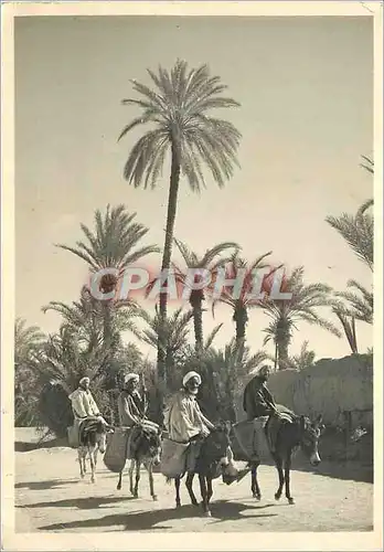 Cartes postales moderne En route par le Souk Ane Donkey