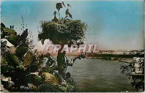 Cartes postales moderne Scenes et types du Maroc nid de cicigne a la casbah des oudaias