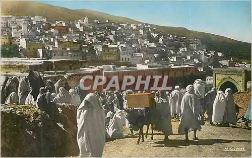 Cartes postales moderne Moulay idriss place du souk Ane Donkey