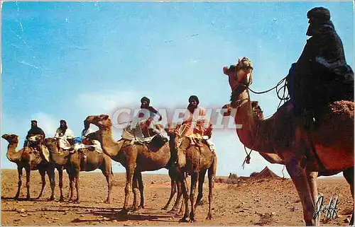 Cartes postales moderne Meharistes au desert Maroc Chameaux