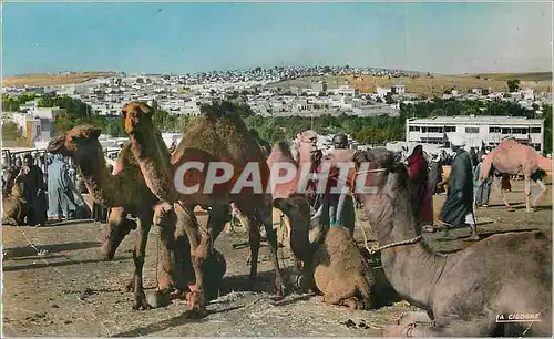 Cartes postales moderne Scenes et types jour de souk Chameaux