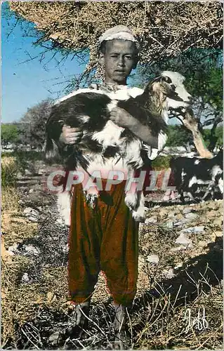 Cartes postales moderne Maroc pittoresque petit berger le souss Chevre