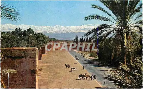 Cartes postales moderne Marrakech les remparts et le grand atlas