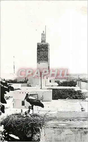 Cartes postales moderne Scenes et types une famille de cigognes