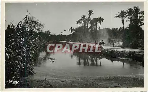 Cartes postales moderne Scenes et types de l'afrique du nord (maroc) promenad dans l'oasis