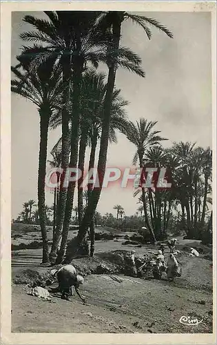 Cartes postales moderne Scenes et types de l'afrique du nord (maroc) un coin de la palmeraie