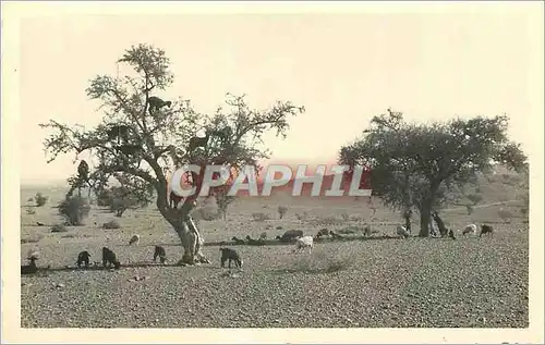 CARTE PHOTO Maroc Chevres noires Sud d'Agadir