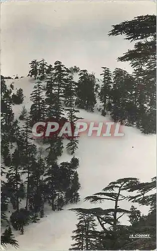 Cartes postales moderne Ifrane michliffen la pente du grand teleski