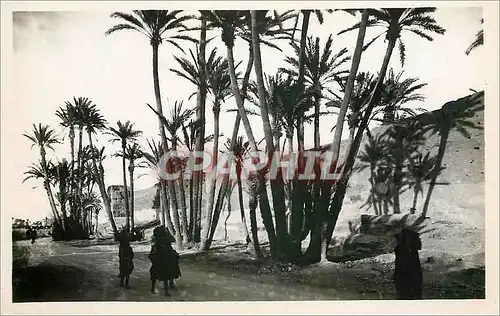 Cartes postales moderne Marrakech les remparts et la palmeraie