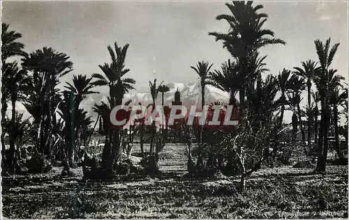 Cartes postales moderne Marrakech la palmeraie et la koutoubia