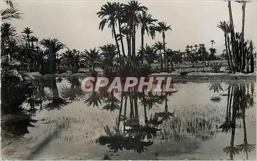 Cartes postales moderne Marrakech dans la palmeraie