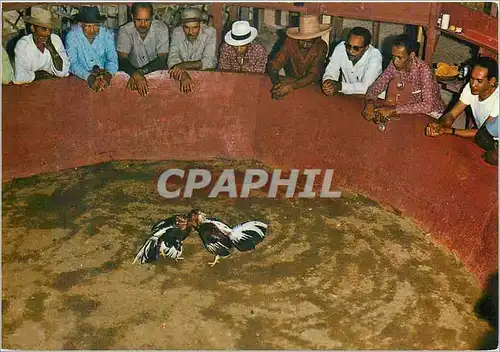 Cartes postales moderne Martinique Riviere-Pilote Pitt Clery Combat de coqs