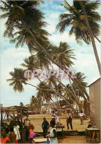 Moderne Karte Martinique Le Vauclin et les vieux cocotiers