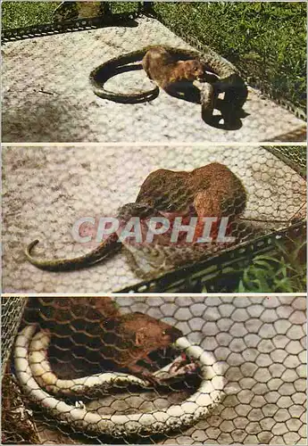 Cartes postales moderne Martinique Combat de mangouste et serpent