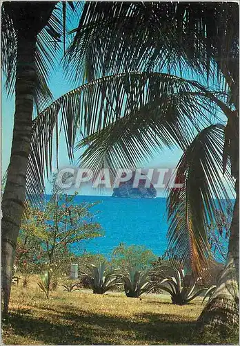 Cartes postales moderne Martinique Le Diamant Le Diamant sous les palmes
