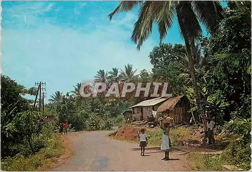 Cartes postales moderne Martinique Campagne Tropicale