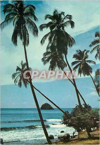 Cartes postales moderne Martinique Le Precheur