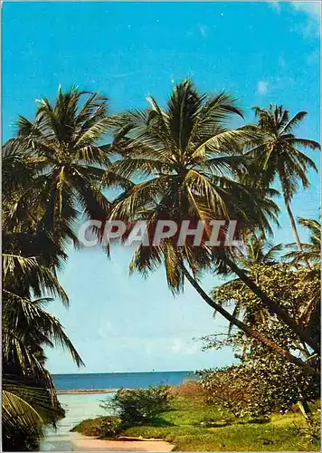 Cartes postales moderne Martinique Plage de cocotiers
