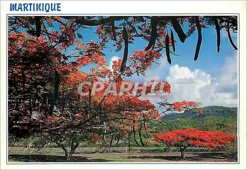 Moderne Karte Martinique Flamboyants sur la route de Vauclin