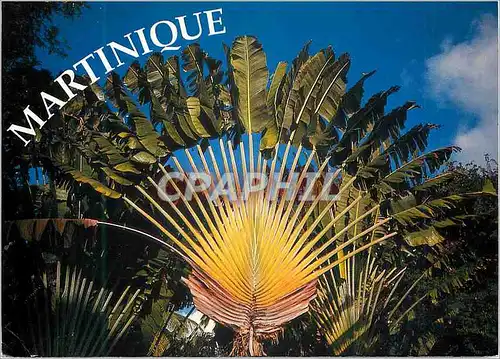 Moderne Karte Martinique Arbre du Voyageur