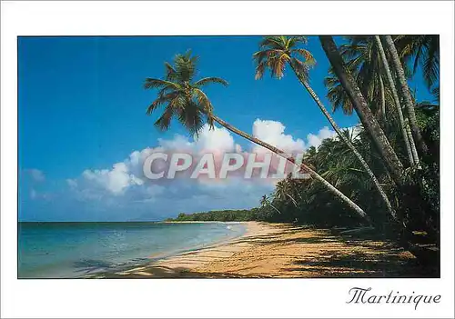 Cartes postales moderne Martinique Sainte-Anne Plage des Salines