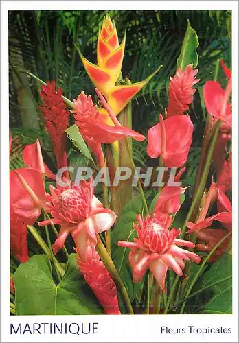 Cartes postales moderne Martinique Fleurs Tropicales