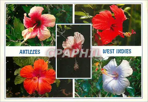 Cartes postales moderne Martinique Antilles West Indies La rose de Chine