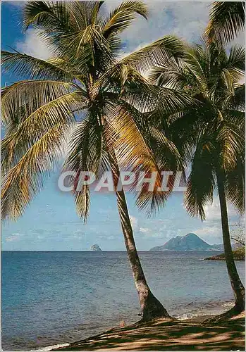 Cartes postales moderne Martinique Sainte-Luce L'Anse Figuier