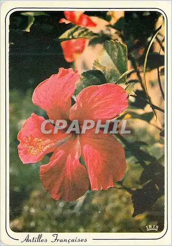 Moderne Karte Martinique Fleurs des Antilles Hibiscus