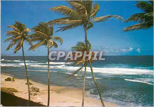 Cartes postales moderne Martinique Plage aux Antilles sous l'Alize