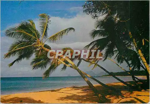 Cartes postales moderne Martinique Sainte-Anne Plage des Salines