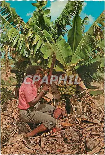 Moderne Karte Martinique Coupe des bananes
