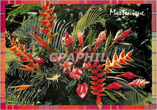 Cartes postales moderne Martinique Fleurs des Tropiques