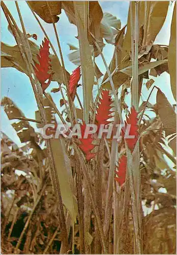 Cartes postales moderne Martinique Les Balisiers