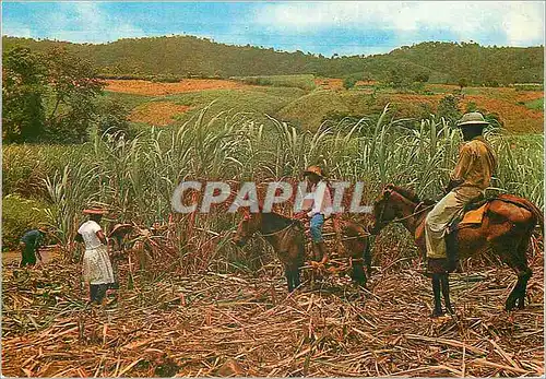 Cartes postales moderne Martinique Recolte de la canne a sucre