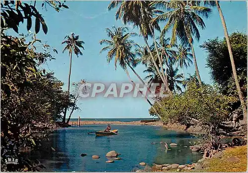 Cartes postales moderne Martinique Paysage tropical