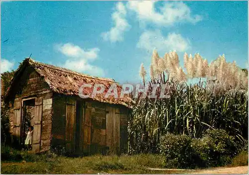 Moderne Karte Martinique Canne a sucre