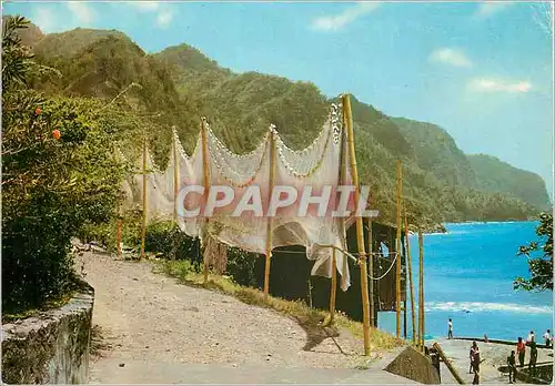 Cartes postales moderne Martinique Grand Riviere Le Cap Saint-Martin Le point le plus nord de l'ile