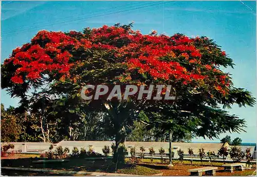 Moderne Karte Martinique Flamboyant