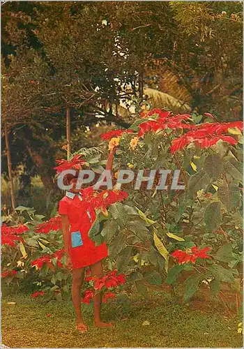 Cartes postales moderne Martinique Ajoupa Bouillon