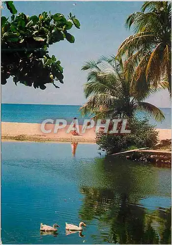 Cartes postales moderne Martinique Plage des Caraibe