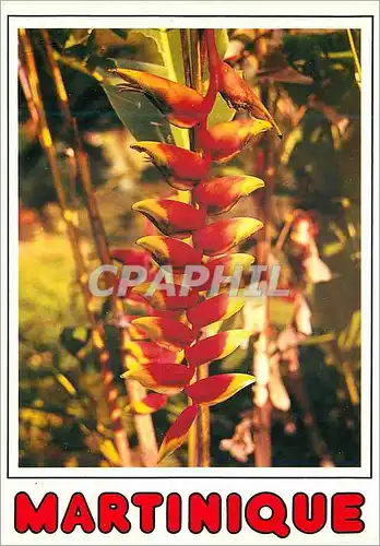 Cartes postales moderne Martinique Fleur de balisier