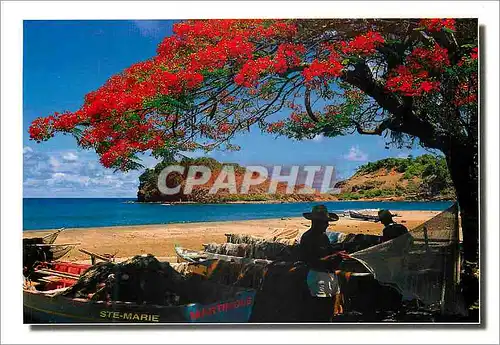 Cartes postales moderne Martinique Antilles Francaise Sainte-Marie