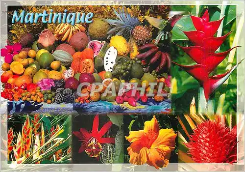 Cartes postales moderne Martinique Antilles Francaise Fleurs et fruits tropicauw