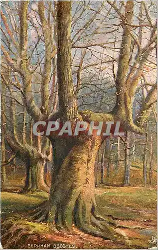 Cartes postales Burmam breeches