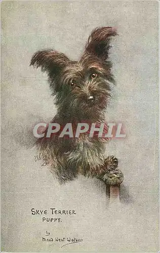 Cartes postales Skye terrier puppy