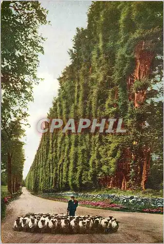 Cartes postales moderne The beech hedge meikleour height
