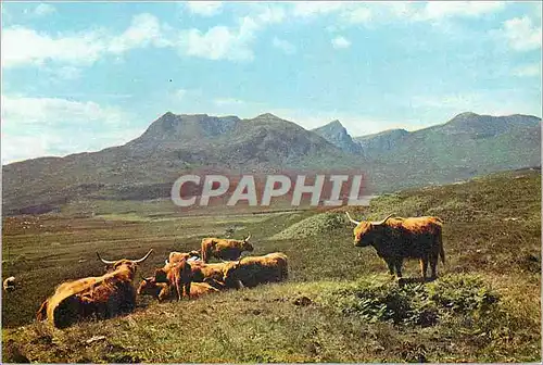 Moderne Karte Highland cattle near ullapool ross shire