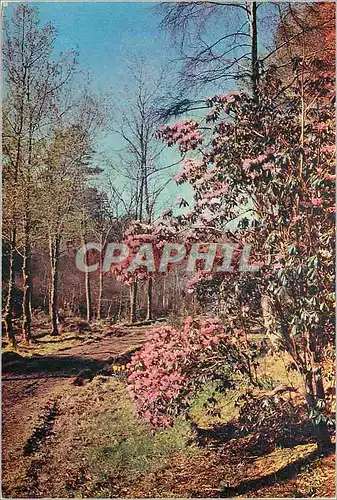 Moderne Karte Rhododendrons at inverewe estate wester ross