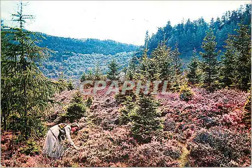 Cartes postales moderne Hesther in scotland